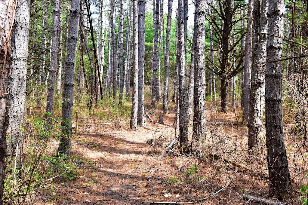 Holt Preserve | Upper Copeland Hill Rd, Selkirk, NY 12158, USA | Phone: (518) 436-6346