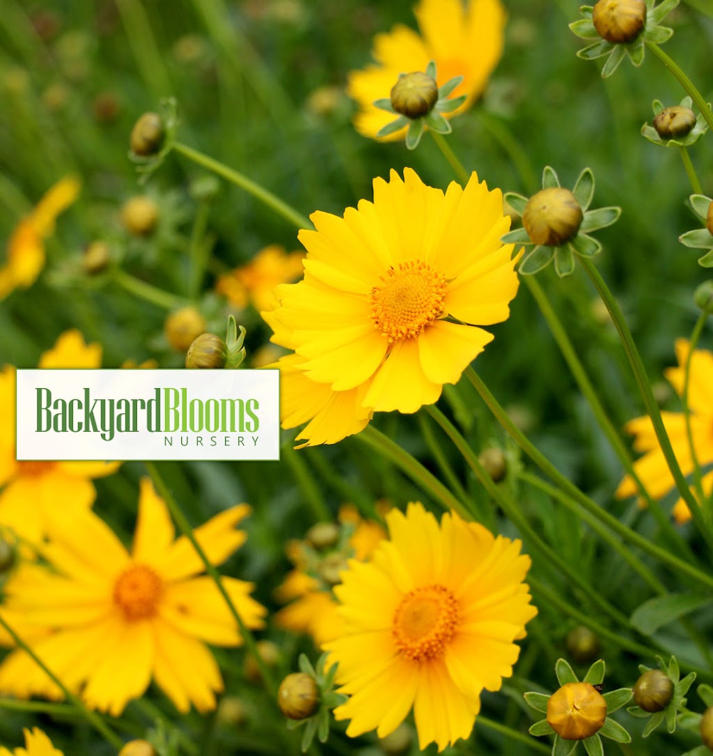 Backyard Blooms Nursery LLC | 1300 88th Ave, Kenosha, WI 53144, USA | Phone: (262) 237-8446