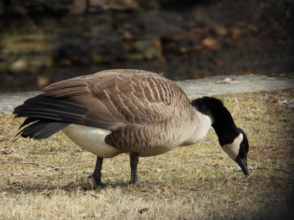 Lagoon Picnic Area | Valley Pkwy, Brook Park, OH 44138 | Phone: (216) 635-3200