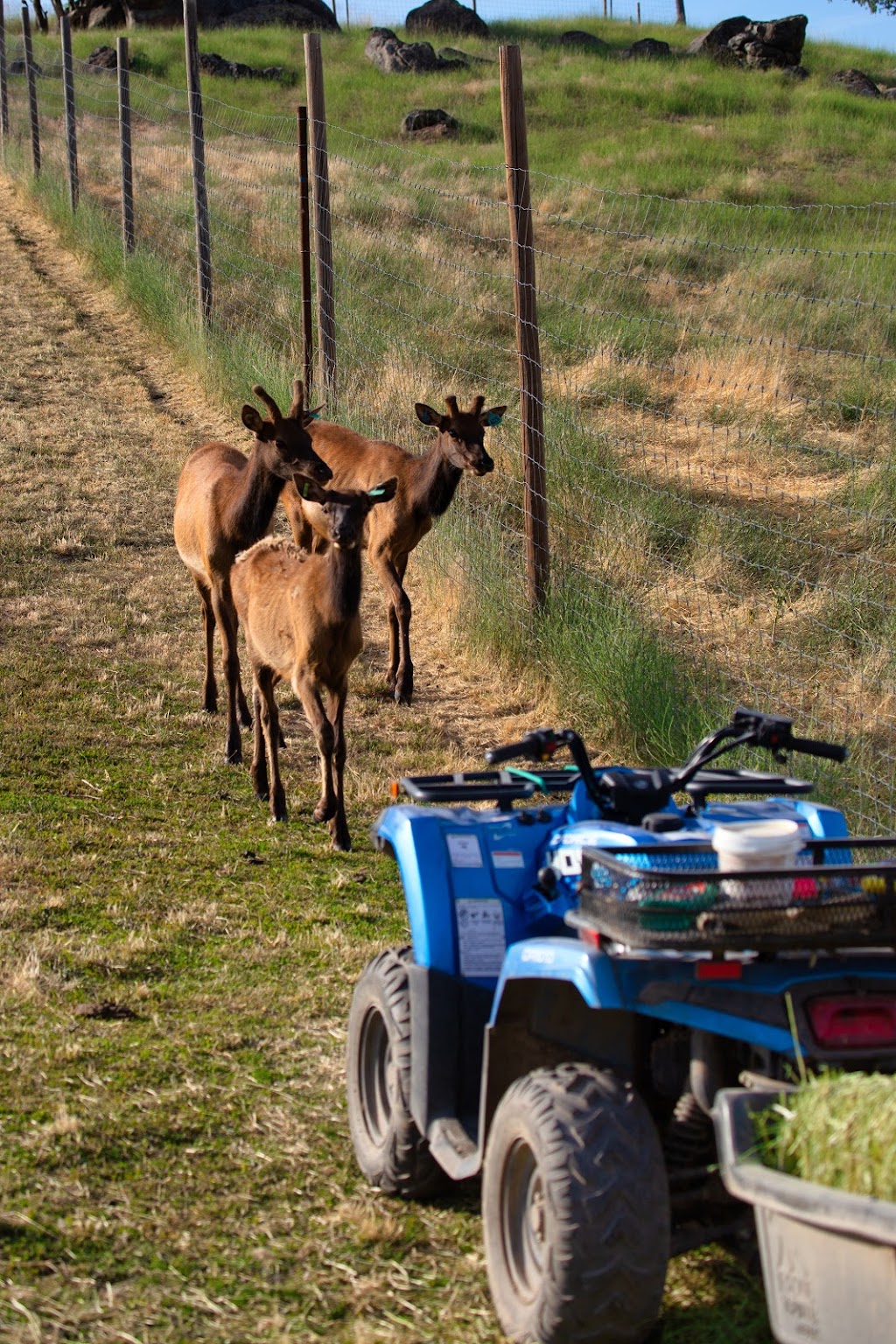 Timber Butte Elk Ranch | 104 Brownlee Rd, Horseshoe Bend, ID 83629, USA | Phone: (208) 789-0493