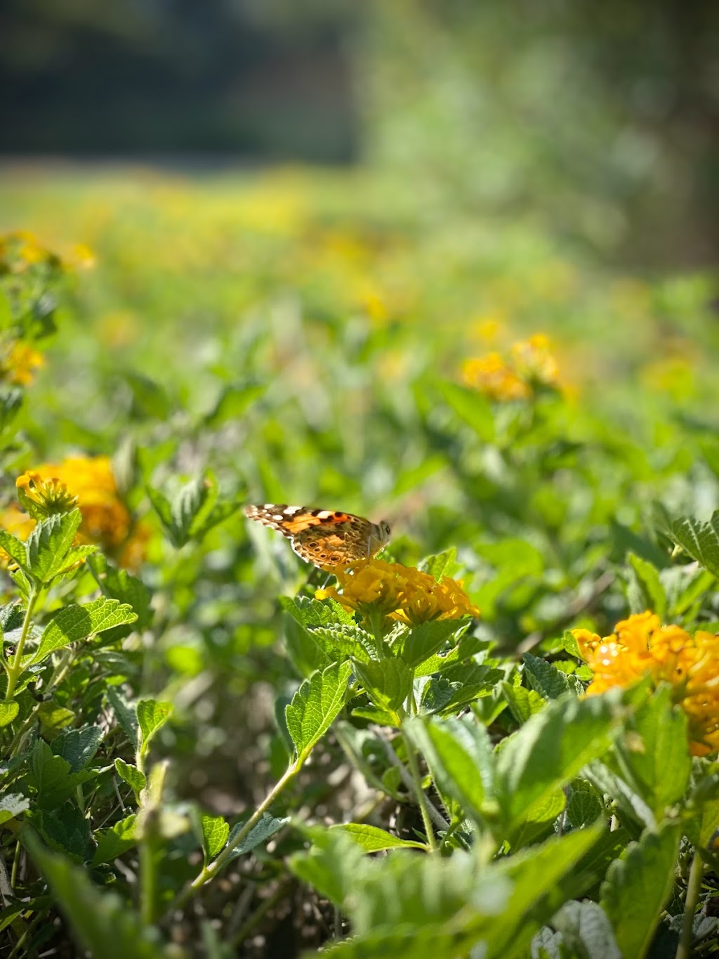 Monarch Park - Butterfly Garden | Esteban, Mission Viejo, CA 92692, USA | Phone: (949) 207-3770