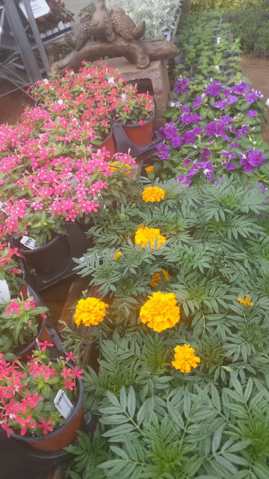 The Garden at Justin Ace Hardware | 1429 W 1st St, Justin, TX 76247, USA | Phone: (940) 648-0099