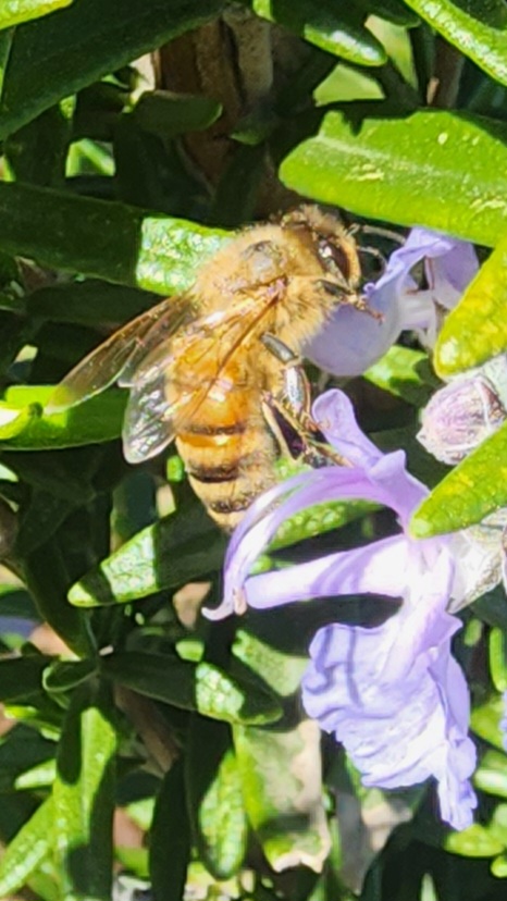 Results Pest Control | 11809 Azalea Garden Way, Rancho Cordova, CA 95742 | Phone: (916) 980-6130