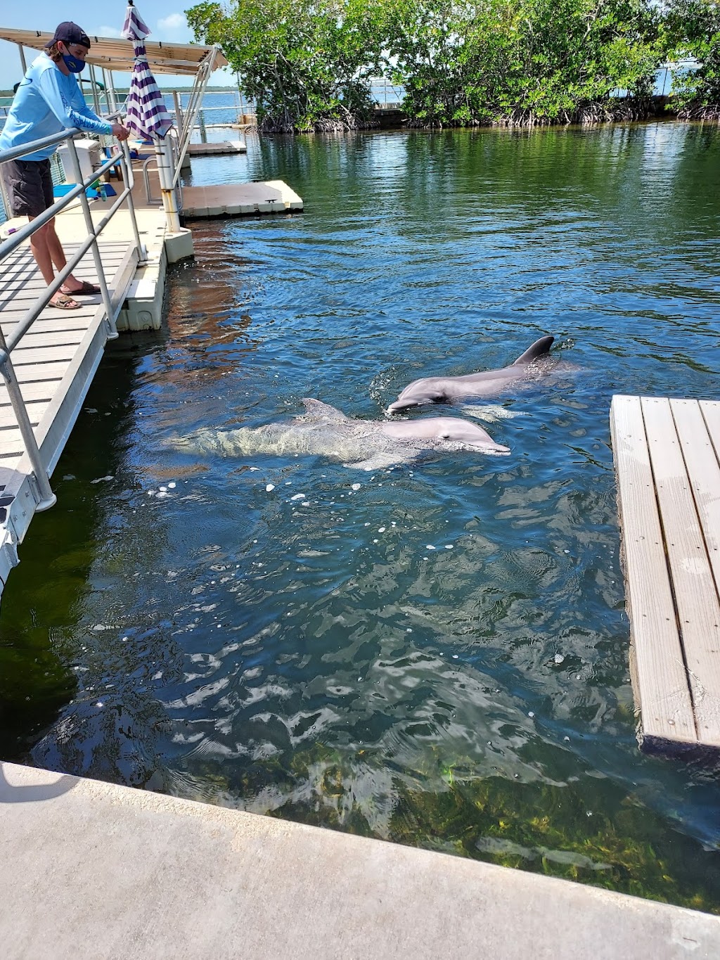 Dolphins Plus Bayside | 101900 Overseas Hwy, Key Largo, FL 33037, USA | Phone: (305) 451-4060