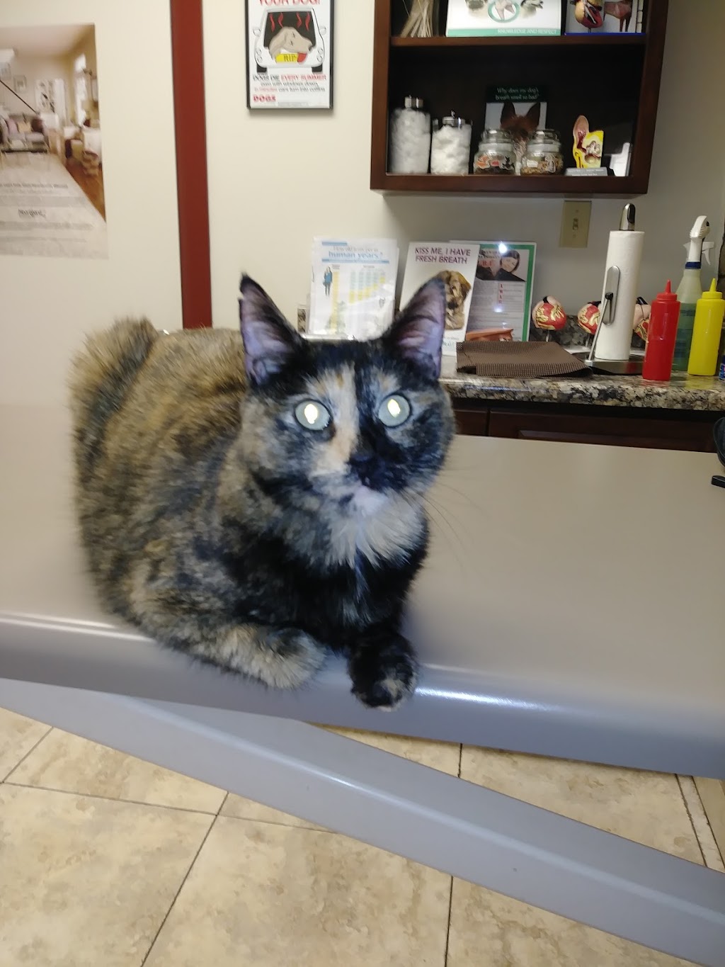 Village Animal Clinic | 3515 W Calavar Rd, Phoenix, AZ 85053, USA | Phone: (602) 938-8500