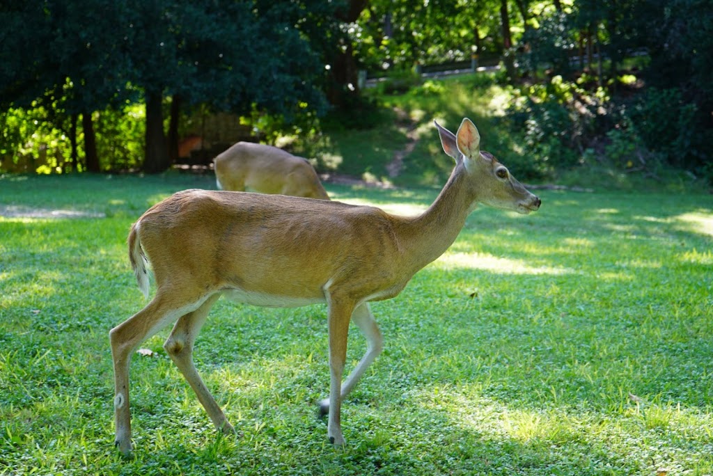 Panther Canyon Nature Trail | 15 Gazebo Cir, New Braunfels, TX 78130, USA | Phone: (830) 221-4350