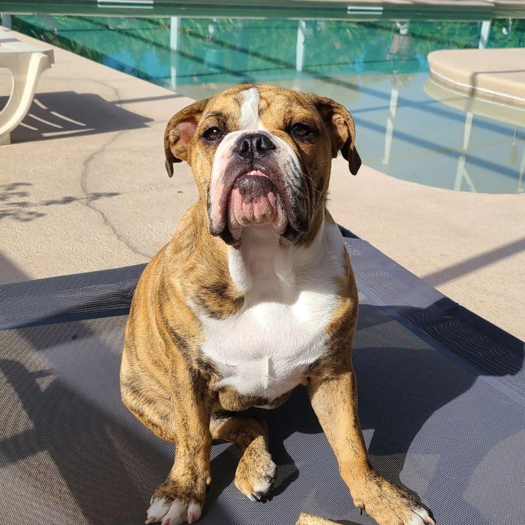 Forever Vets Animal Hospital of Murabella Parkway | 74 Capulet Dr Suite 204, St. Augustine, FL 32092, USA | Phone: (904) 679-3432