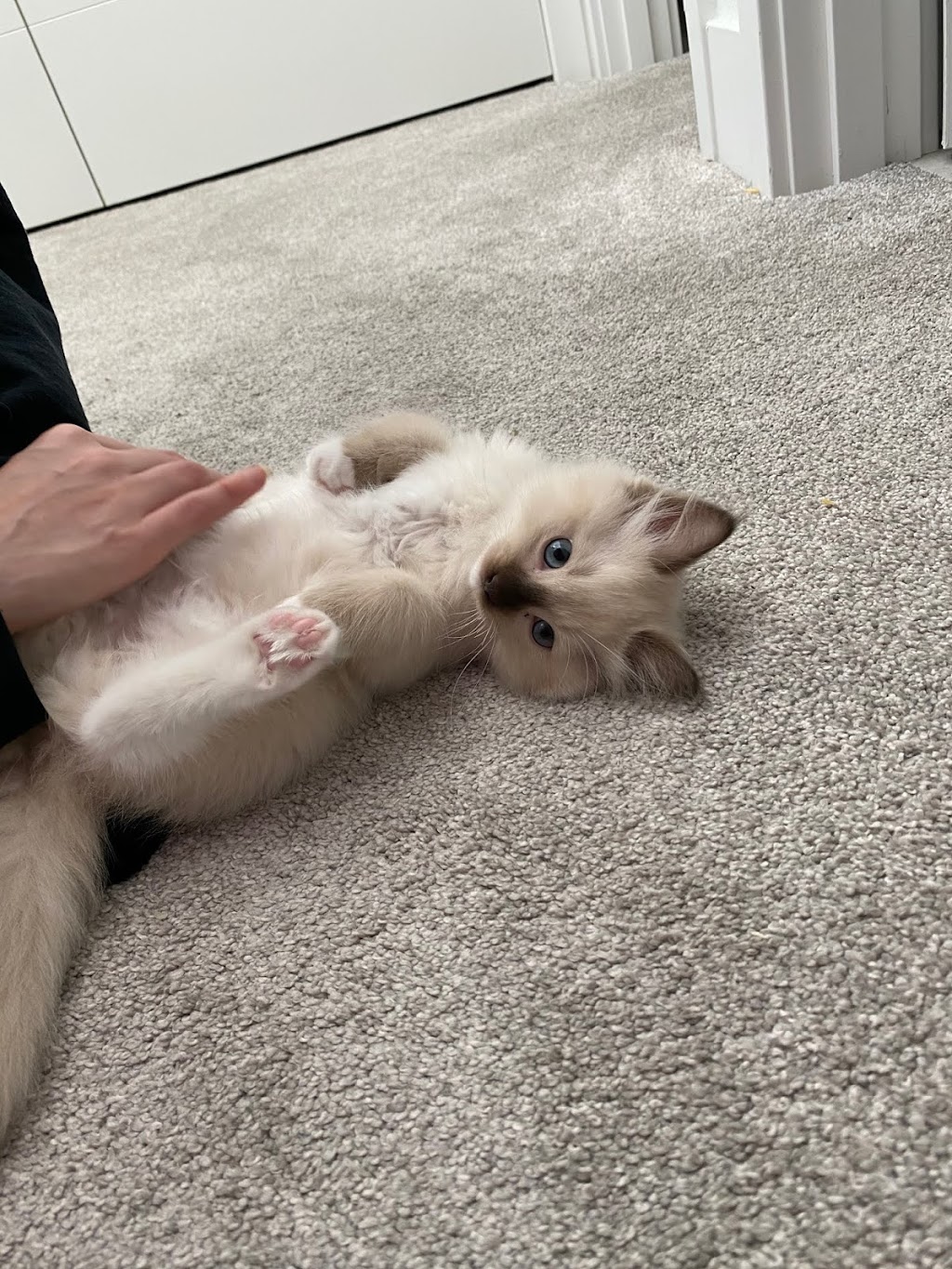 Oregon Ragdolls | 13912 SE 322nd Ave, Boring, OR 97009, USA | Phone: (775) 742-8008