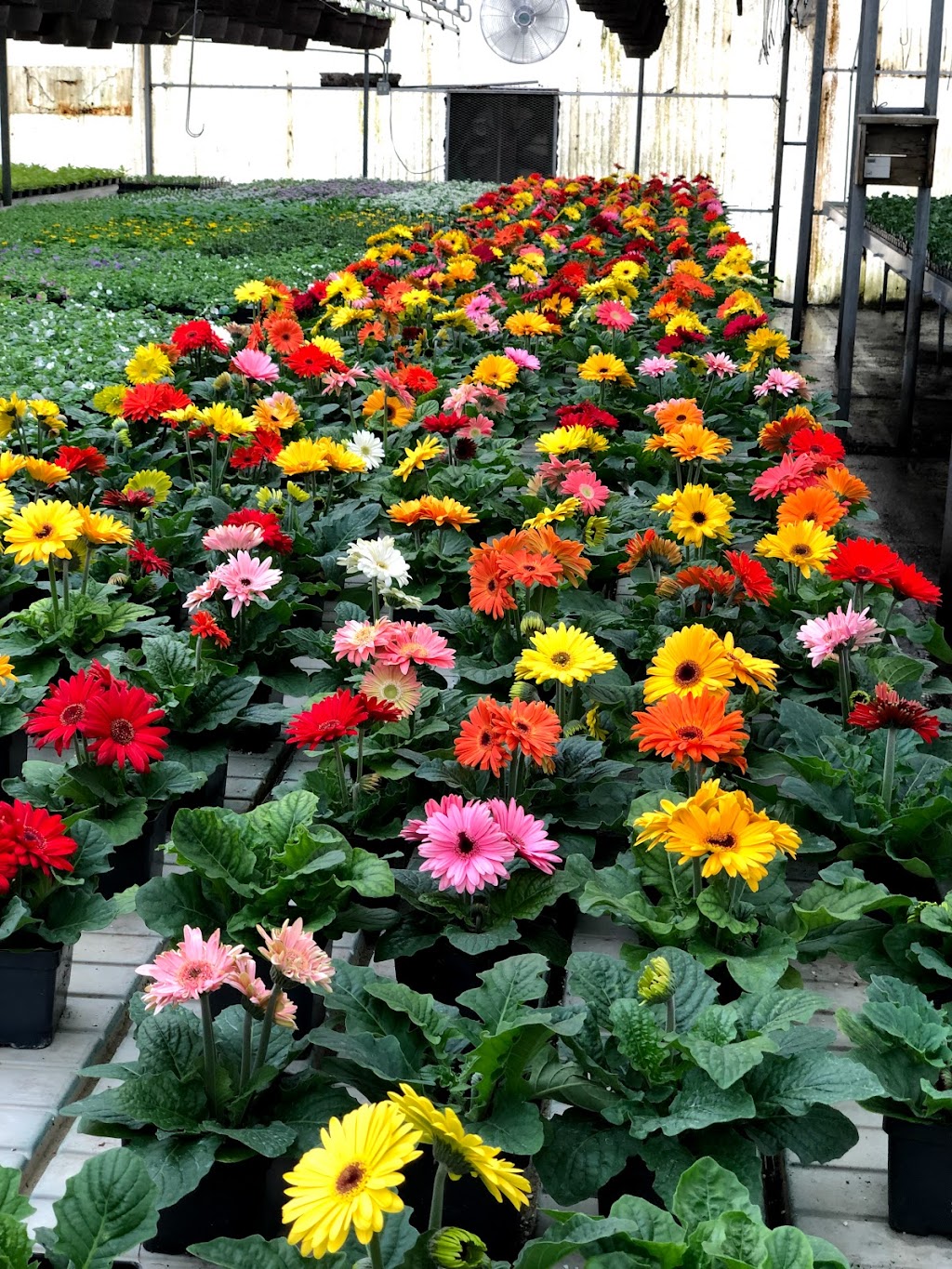 Terra Garden Center | 20230 Kenrick Ave #9303, Lakeville, MN 55044, USA | Phone: (952) 469-3506