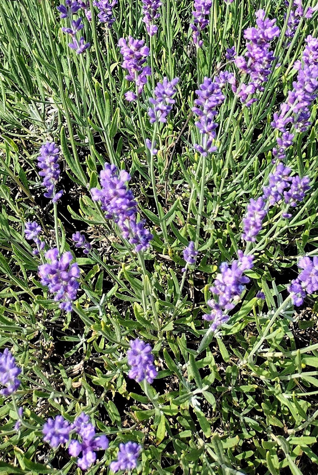 Hamlett Lavender Farm | 10722 Stinchfield Woods Rd, Pinckney, MI 48169, USA | Phone: (810) 306-8639