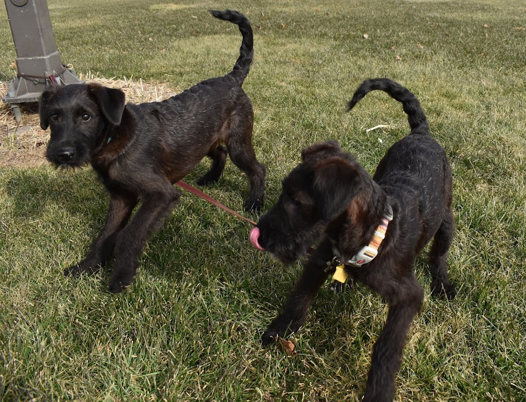 New Pittsburg Small Animal Clinic | 1436 W Old Lincoln Way West, Wooster, OH 44691, USA | Phone: (330) 264-7799