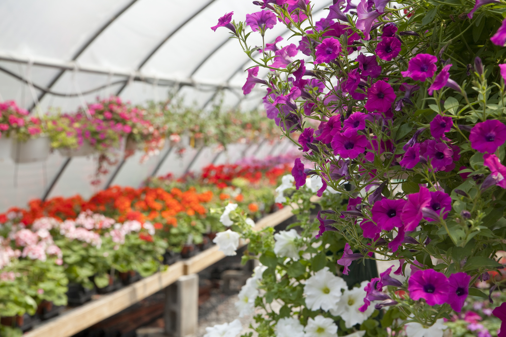 Hansens Greenhouse | 8781 Columbia Rd, Olmsted Falls, OH 44138 | Phone: (440) 235-1961
