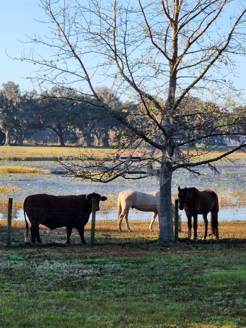 Lakeside Oaks Mobile Home Park | 36442 Laurel Ln, Dade City, FL 33525, USA | Phone: (352) 567-9212