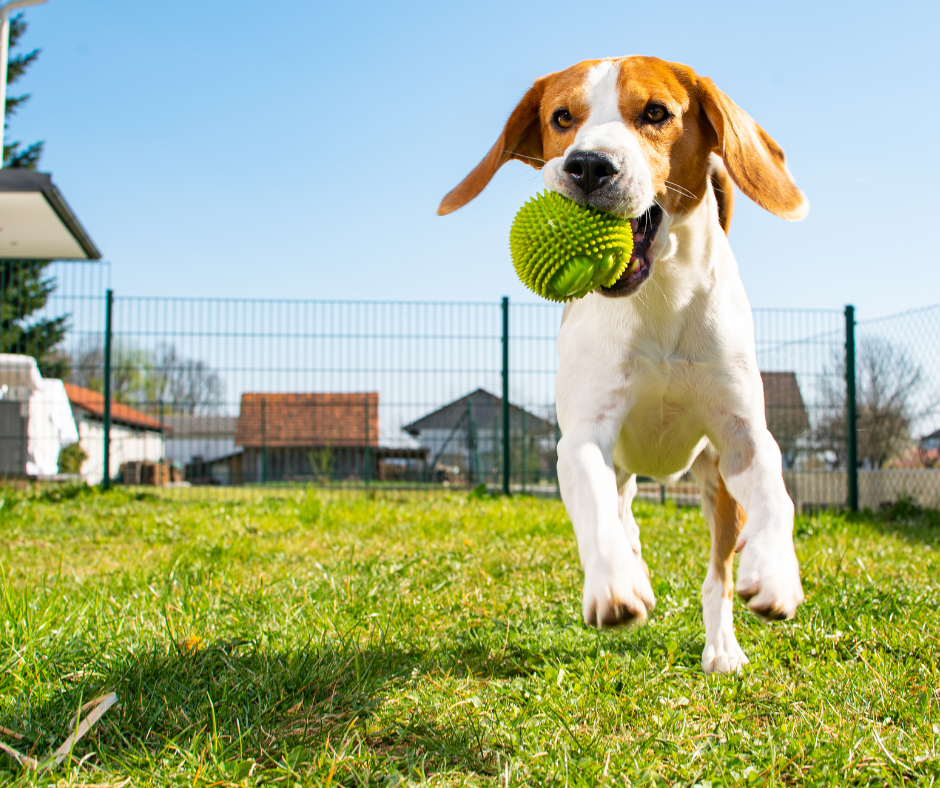 Bully Pest Management | 1534 Columbia Ave, Newfield, NJ 08344, USA | Phone: (609) 746-9449