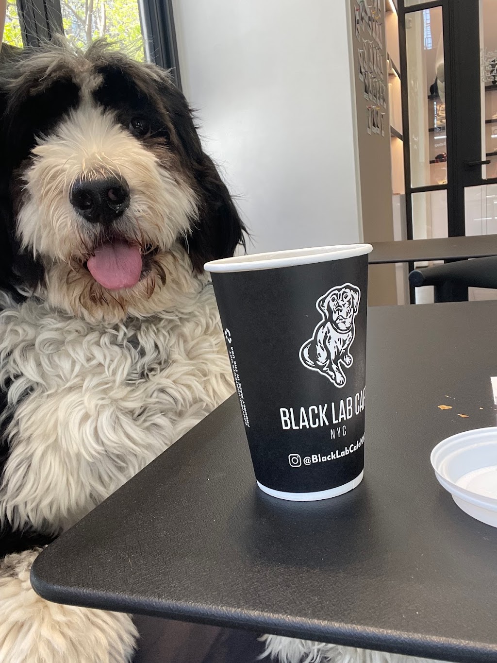 Black Lab Cafe | 420 Amsterdam Ave, New York, NY 10024 | Phone: (646) 343-4089