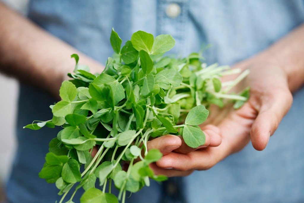 Arizona Microgreens | 3146 E Wier Ave, Phoenix, AZ 85040, USA | Phone: (602) 459-0984