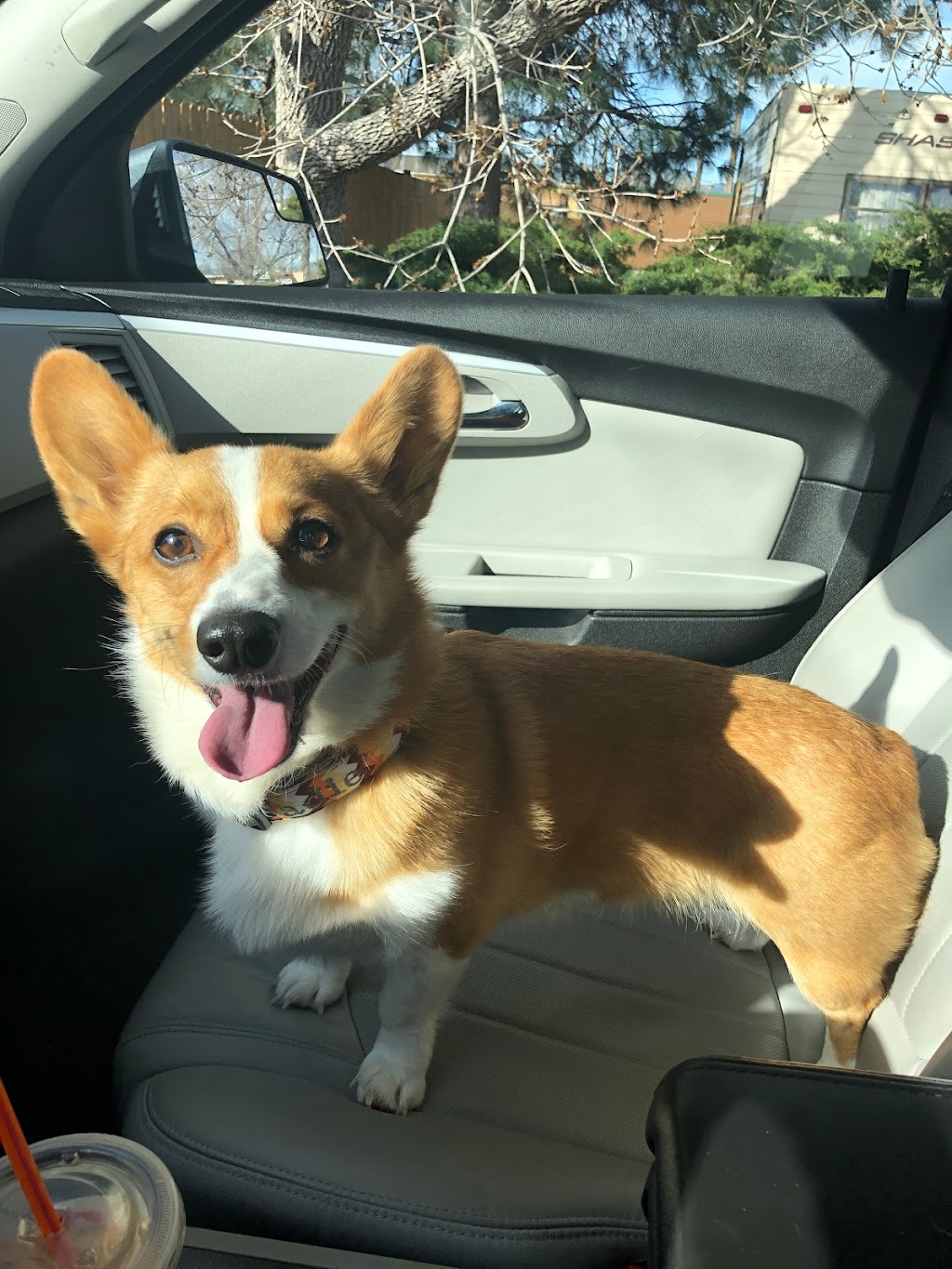 Fountain Valley Animal Hospital | 311 Main St, Colorado Springs, CO 80911, USA | Phone: (719) 392-4213