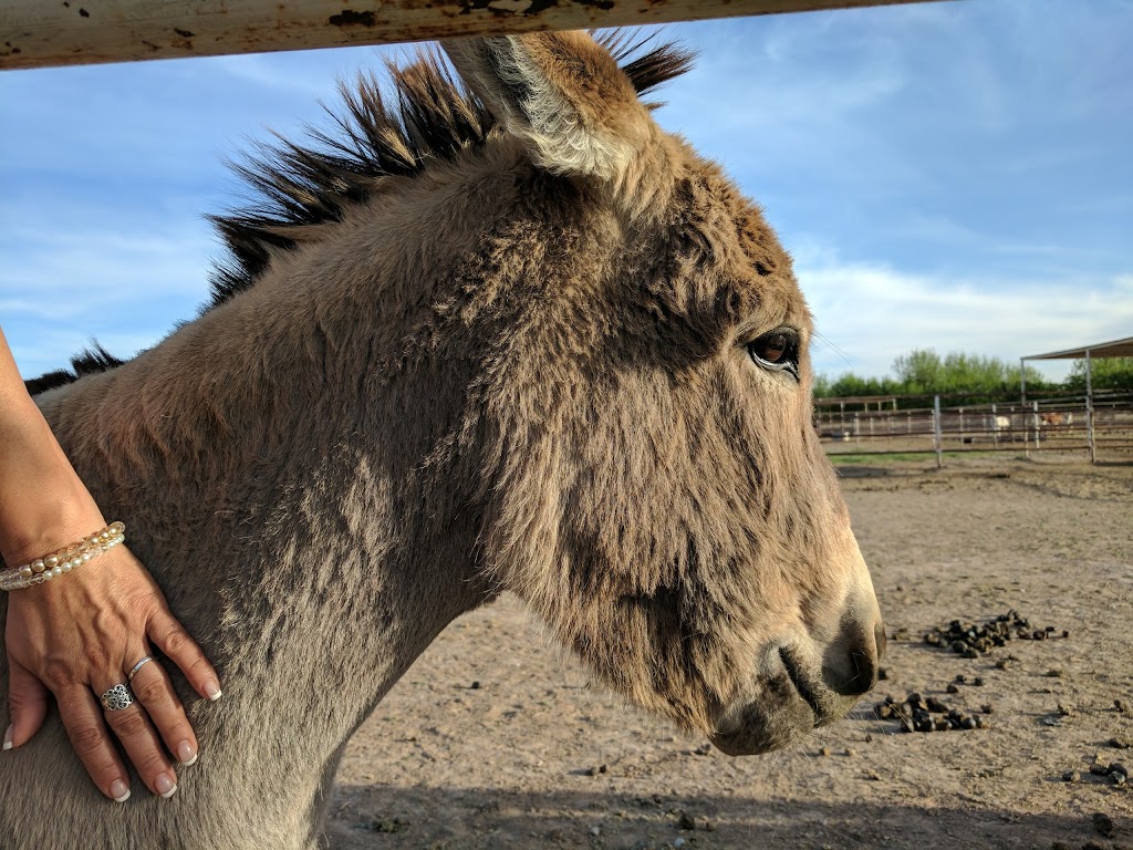 KNJ Therapeutic Riding | 259 FM259, Canutillo, TX 79835, USA | Phone: (915) 315-5922