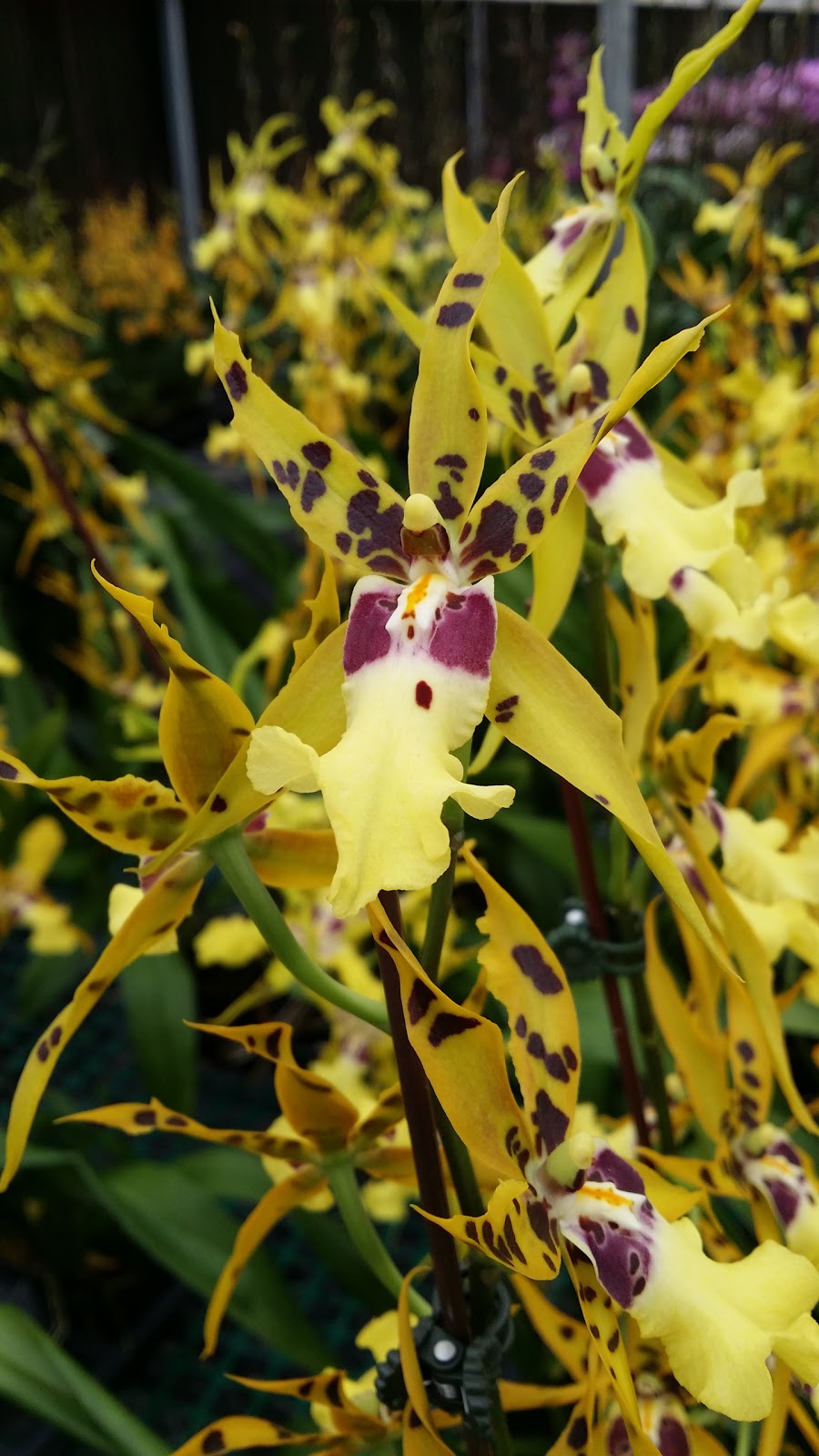 Ontario Orchids Inc | 703 Pomelo Dr, Vista, CA 92081, USA | Phone: (760) 631-0098