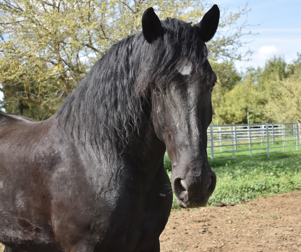 University of California, Davis: Center for Equine Health | 1130 Equine Ln, Davis, CA 95616, USA | Phone: (530) 752-6433