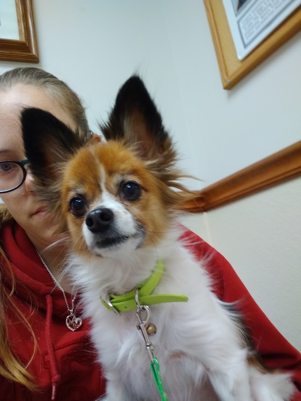 Connersville Veterinary Clinic | 808 E County Rd 250 S, Connersville, IN 47331, USA | Phone: (765) 825-9620