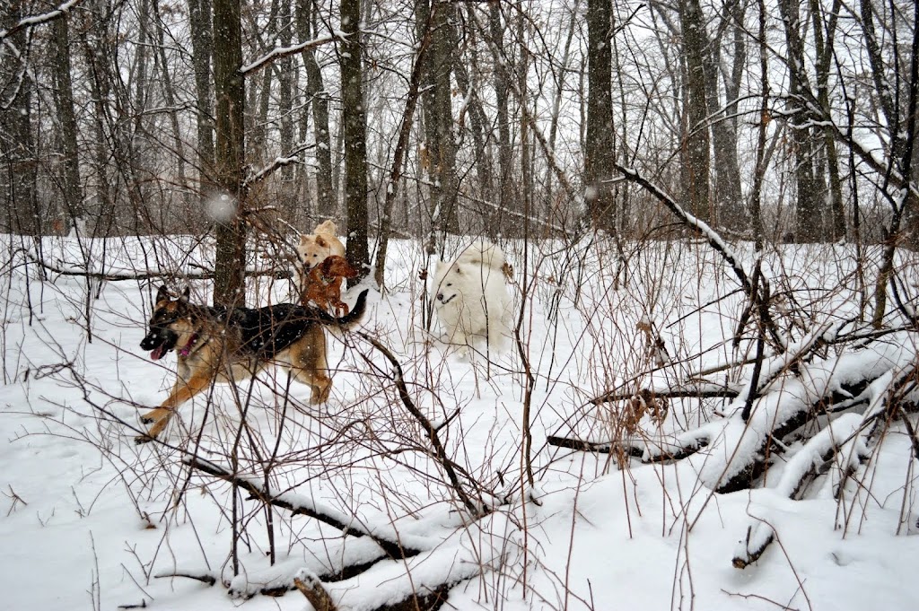 Orion Oaks Dog Park | 2301 W Clarkston Road Lake, Orion Twp, MI 48360 | Phone: (248) 858-0906