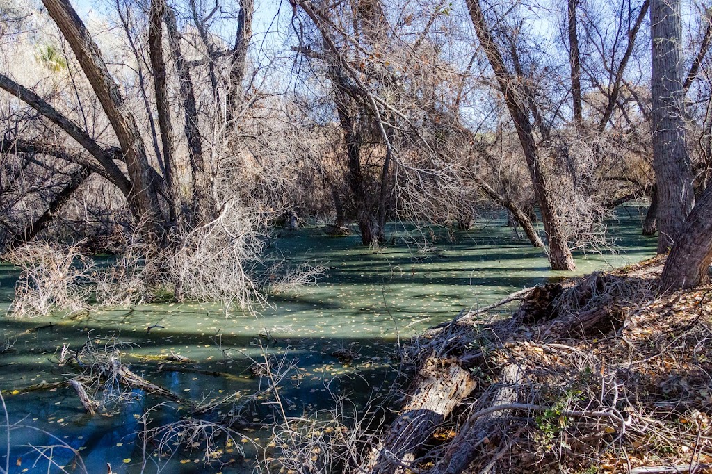 Hassayampa River Preserve Nature Center | 49614 U.S. Hwy 60 89, Wickenburg, AZ 85390, USA | Phone: (928) 684-2772