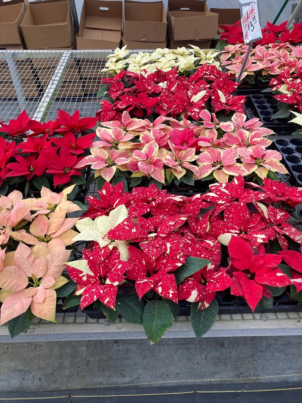 Hill Country African Violets and Nursery | 32005 I. H. 10 West, Boerne, TX 78006, USA | Phone: (830) 249-2614