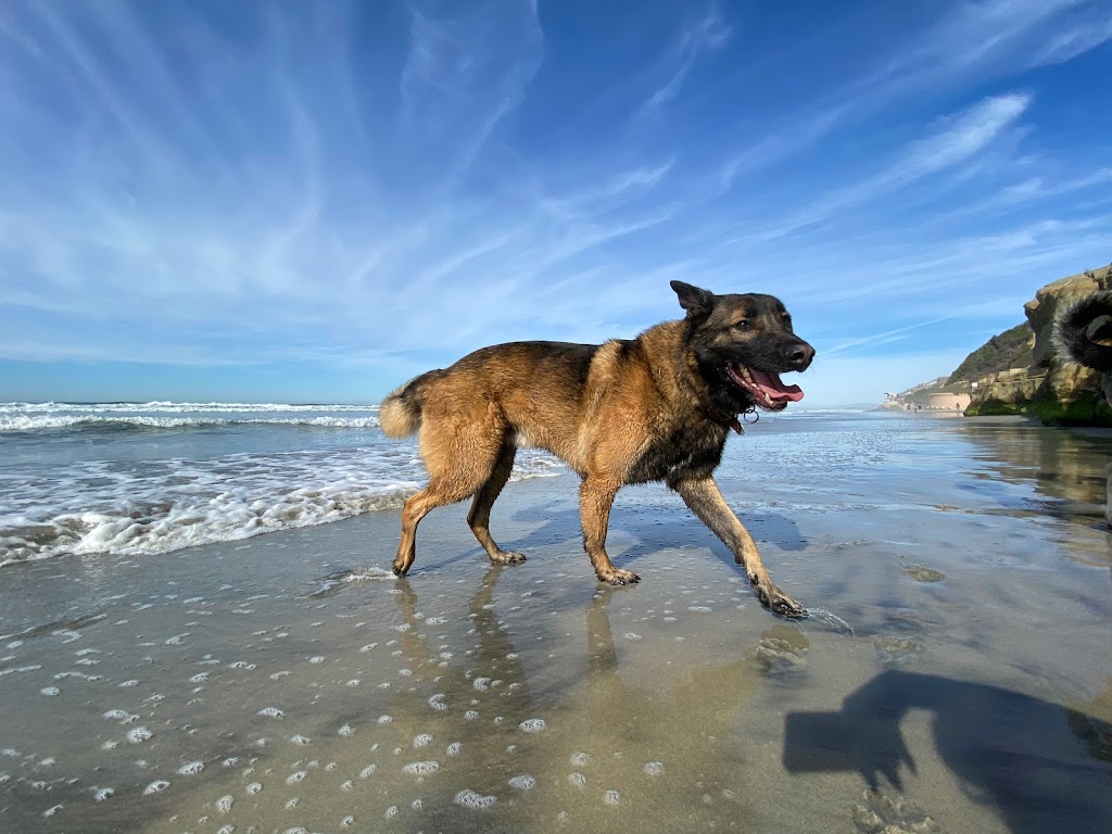 Melrose Veterinary Hospital | 1680 S Melrose Dr #104, Vista, CA 92081, USA | Phone: (760) 727-5151