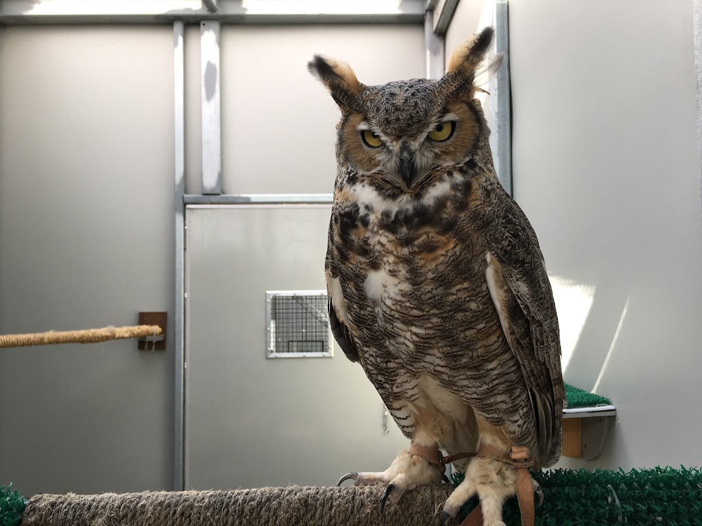 Gabbert Raptor Center | 1920 Fitch Ave, St Paul, MN 55108, USA | Phone: (612) 624-4745