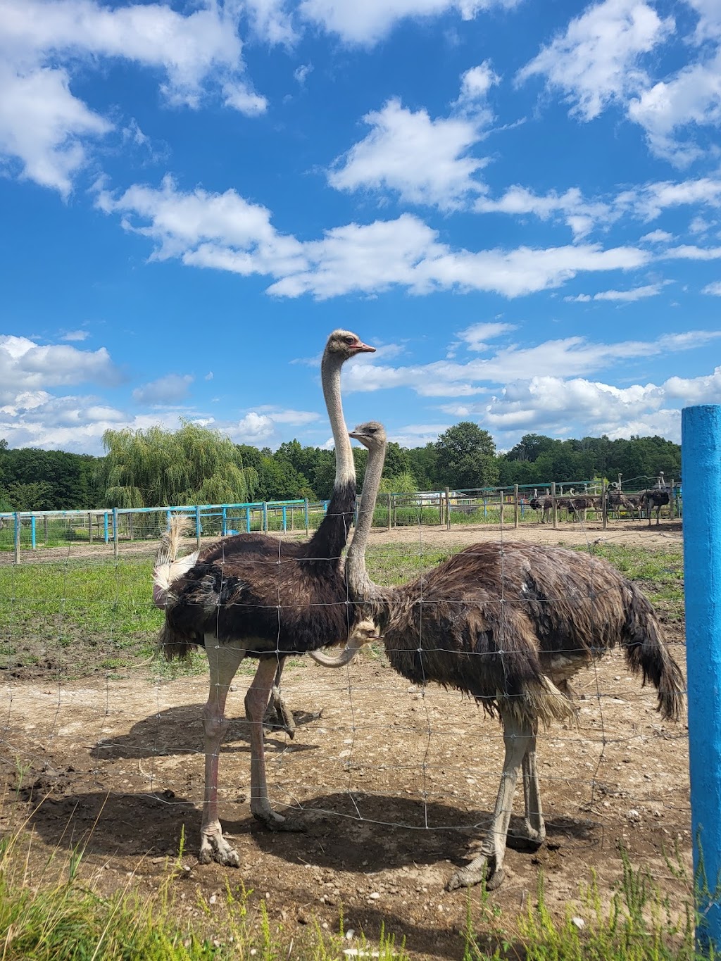 Ostrich Land Ontario | 8299 Concession 2 Rd, Caistor Centre, ON L0R 1E0, Canada | Phone: (647) 988-0841