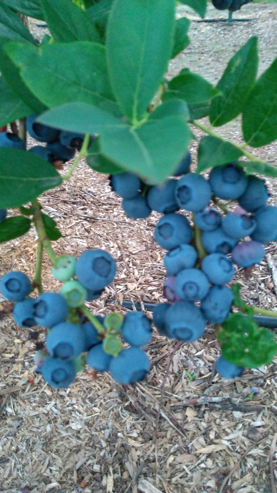 Redland Blueberry Farm | 18900 S Pear Rd, Oregon City, OR 97045, USA | Phone: (503) 631-4141