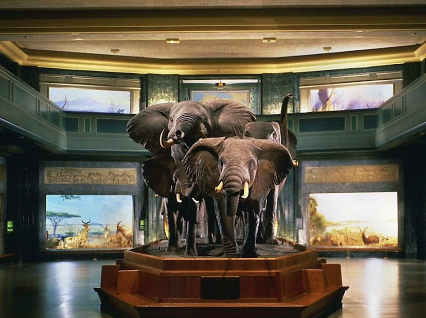 American Museum of Natural History | 200 Central Park West, New York, NY 10024, USA | Phone: (212) 769-5100