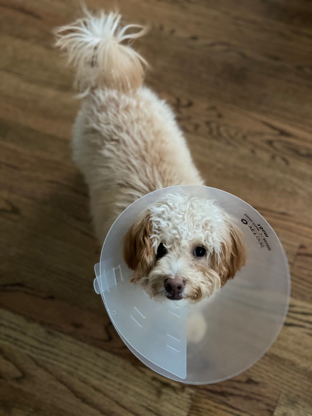 Spay Neuter Clinic of the Carolinas | 8045 Providence Rd #450, Charlotte, NC 28277, USA | Phone: (704) 542-9997