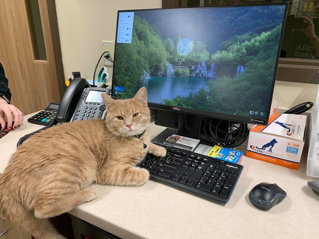 Harmony Hill Animal Hospital | 23520 Overland Dr Suite 110, Sterling, VA 20166, USA | Phone: (571) 200-8500