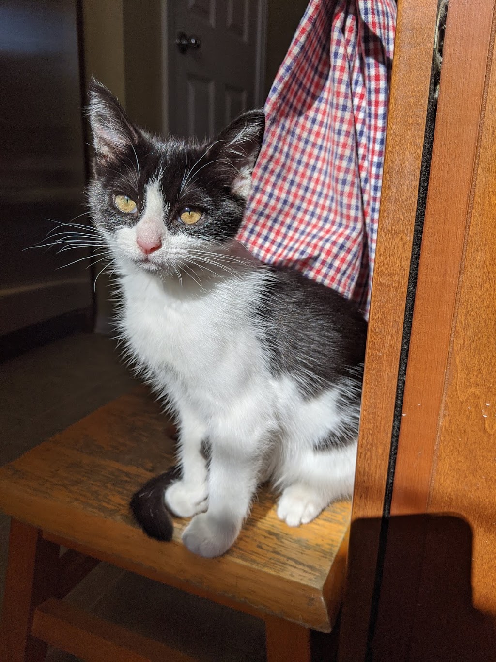 Ontario Spay and Neuter | 750 N Archibald Ave, Ontario, CA 91764, USA | Phone: (844) 676-7387