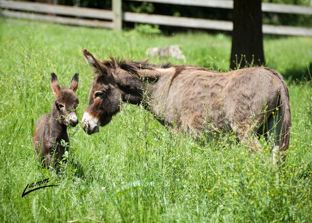 Tollen Farm | 11681 SW Tooze Rd, Wilsonville, OR 97070 | Phone: (503) 682-1604