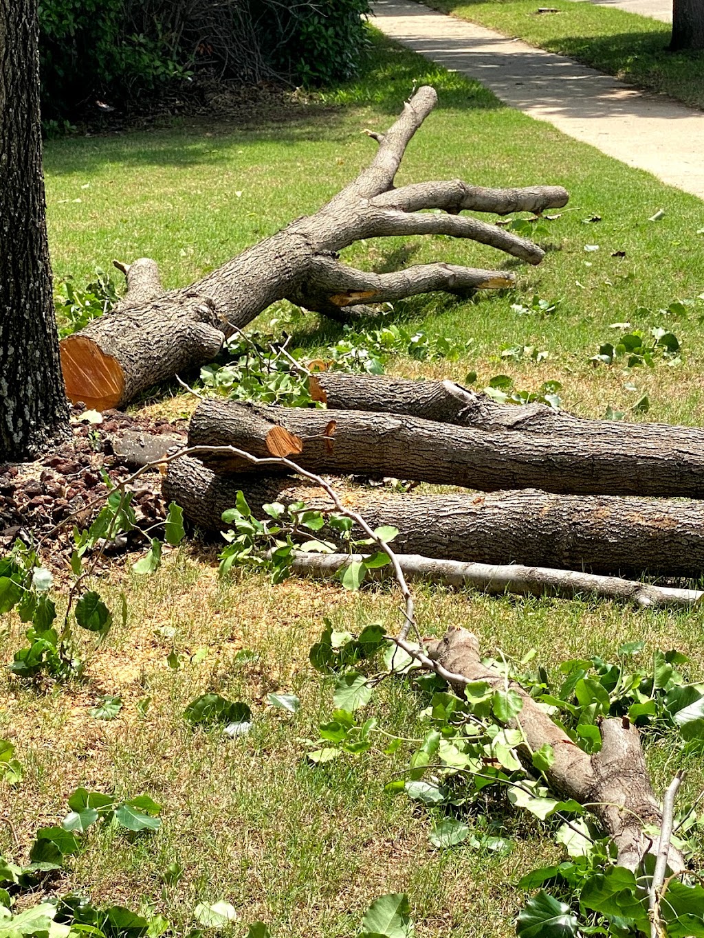 Rivera’s tree service | 102 Ridgeway Cir, Lewisville, TX 75067, USA | Phone: (214) 682-8534