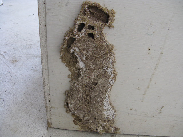 Phoenix Pest & Termite Control | 2911 N 26th Ave, Phoenix, AZ 85017, USA | Phone: (602) 252-4212