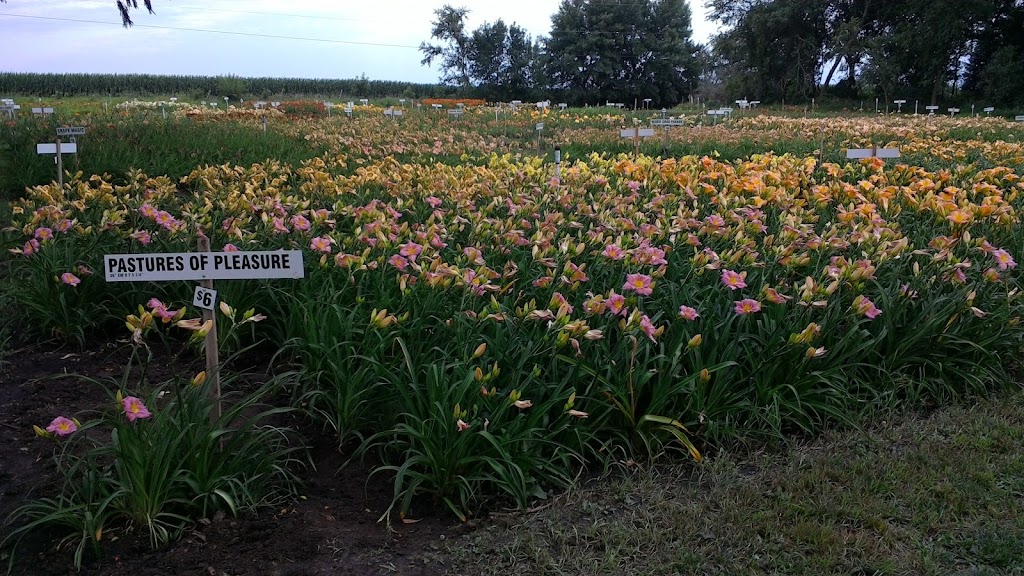 Hillsdale Lily Garden | 61258 US-275, Glenwood, IA 51534, USA | Phone: (402) 917-0510