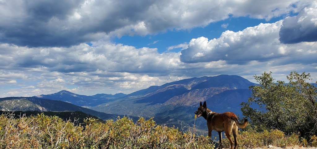 Bear Valley Bikes | 40298 Big Bear Blvd, Big Bear Lake, CA 92315, USA | Phone: (909) 866-8000