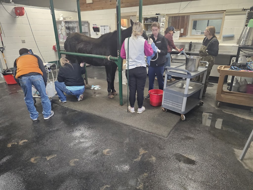 Equine Sports Medicine & Surgery | 2991 Interstate 20 Frontage Rd, Weatherford, TX 76087, USA | Phone: (817) 596-2829