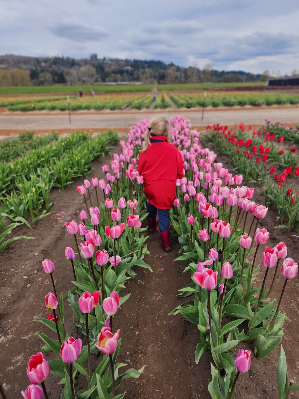 Holland America Flower Gardens | 1066 S Pekin Rd, Woodland, WA 98674, USA | Phone: (360) 225-4512