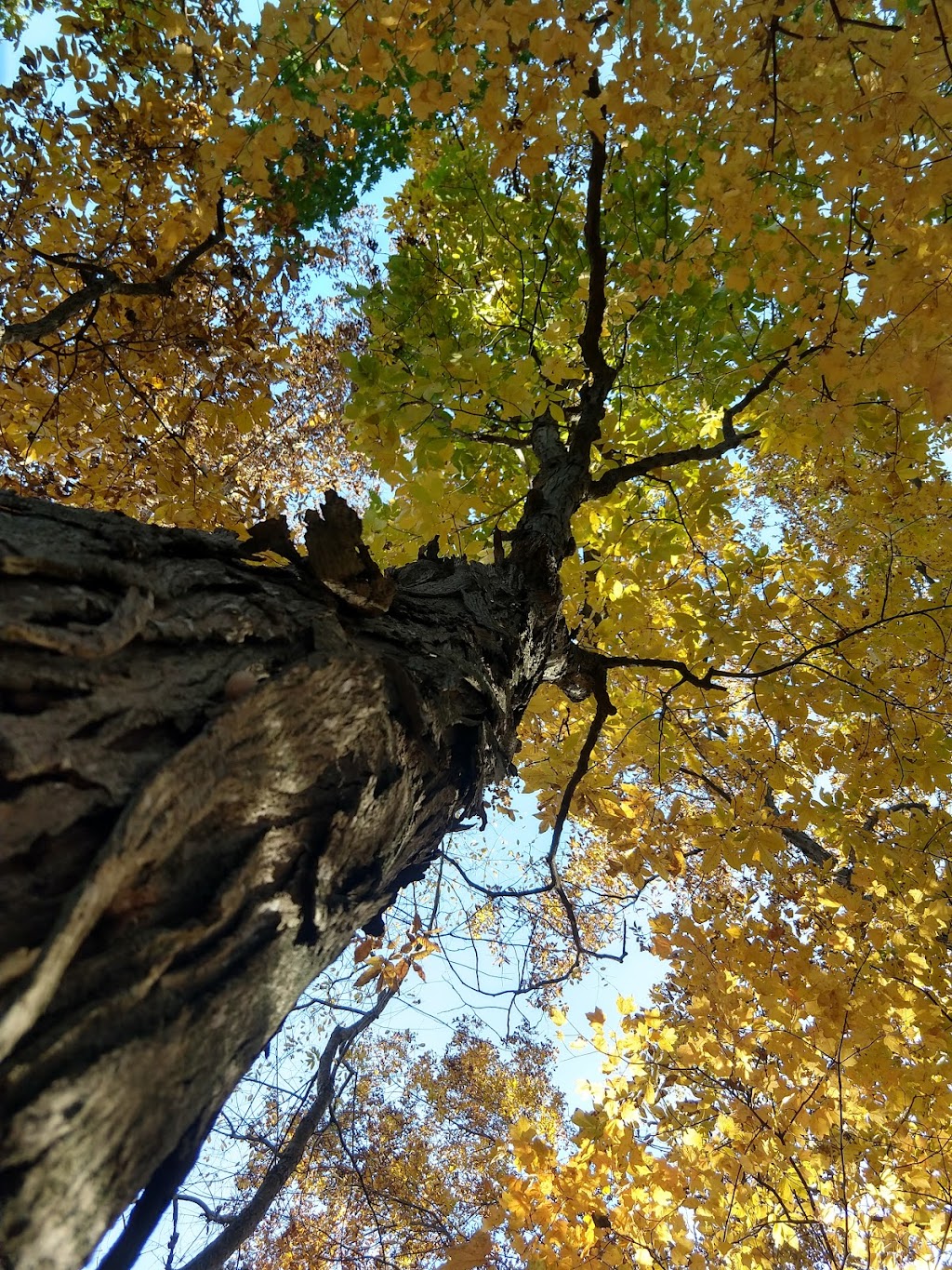 Flat Rock Creek Nature Preserve - ACRES Land Trust | 8654 OH-500, Paulding, OH 45879, USA | Phone: (260) 637-2273