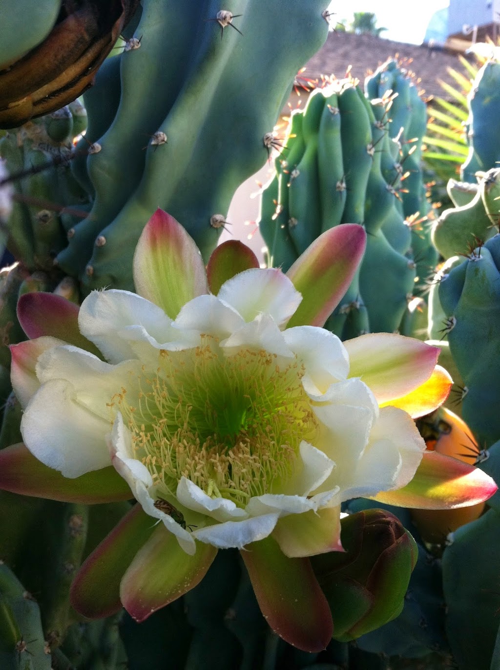 ANAS THERAPEUTIC MASSAGE | 4254 N Brown Ave, Scottsdale, AZ 85251, USA | Phone: (623) 210-2898