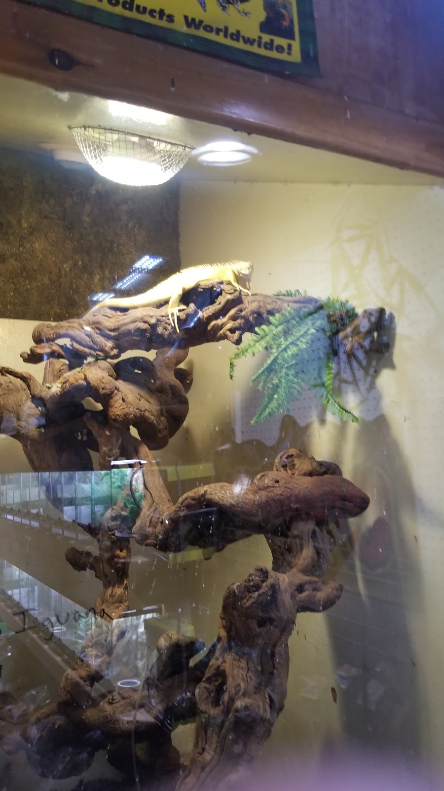 Pets Plus-Reptiles & Exotic | 421 West Ave, Lockport, NY 14094, USA | Phone: (716) 433-0460