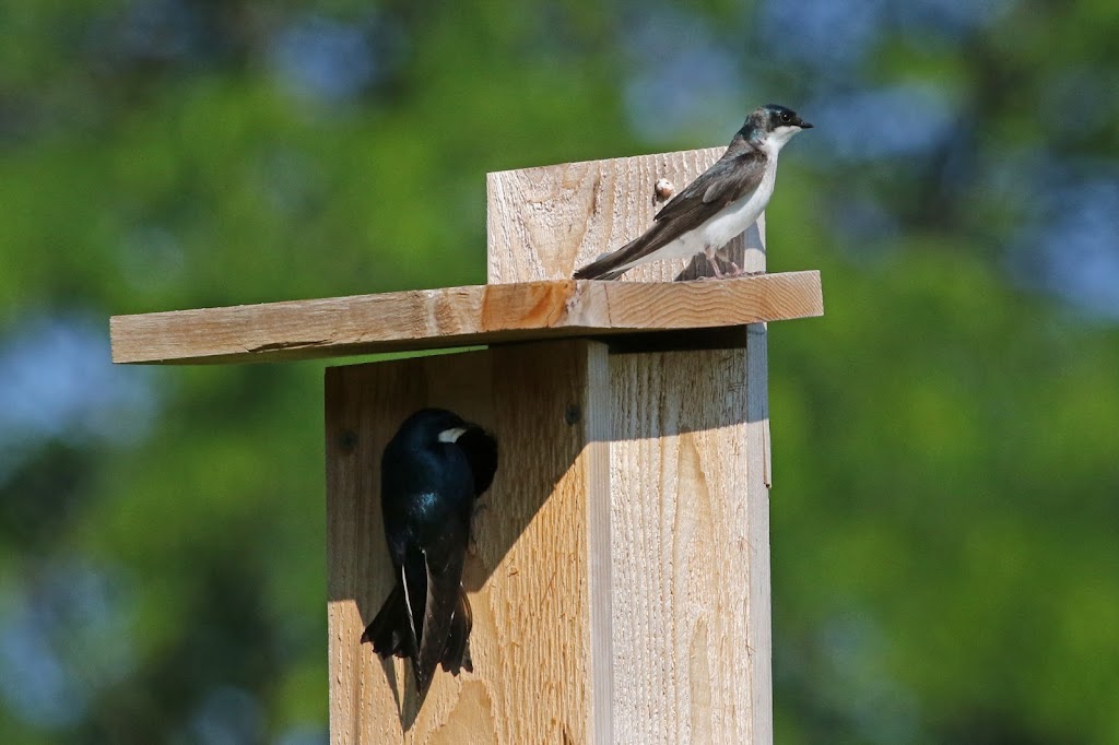 James P Amon Biodiversity Reserve | Deercreek Dr, Fairborn, OH 45324, USA | Phone: (937) 320-9042