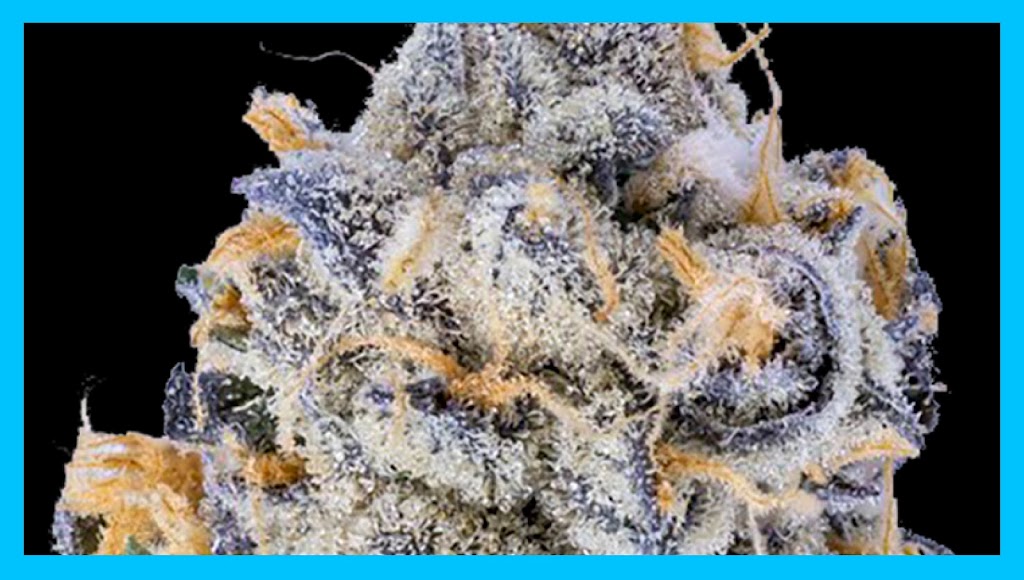 Great American Strains Cannabis Dispensary | 401 W Rogers Blvd Suite A, Skiatook, OK 74070, USA | Phone: (918) 578-5001