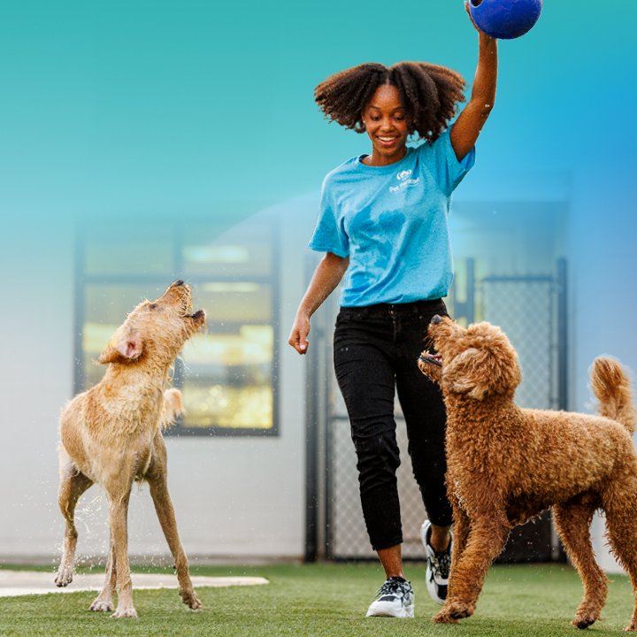 Pet Paradise Lakewood Ranch | 10411 Portal Crossing, Bradenton, FL 34211, USA | Phone: (941) 209-1021