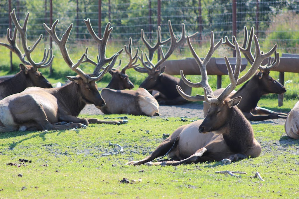 Bull Elk Exhibit | 43520 Seward Hwy, Girdwood, AK 99587, USA | Phone: (907) 783-0058